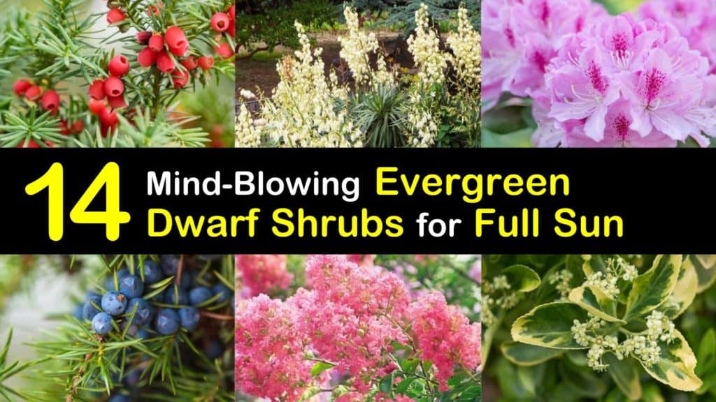 Dwarf Evergreen Shrubs for Full Sun titleimg1