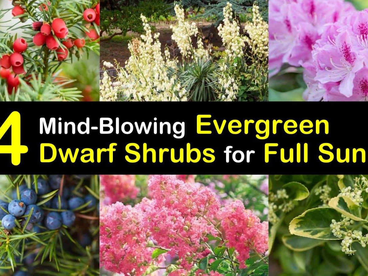 20 Mind Blowing Dwarf Evergreen Shrubs for Full Sun