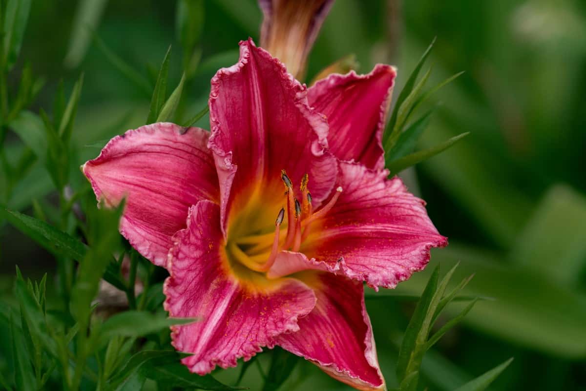 Dynamite Returns daylilies are a dwarf variety.