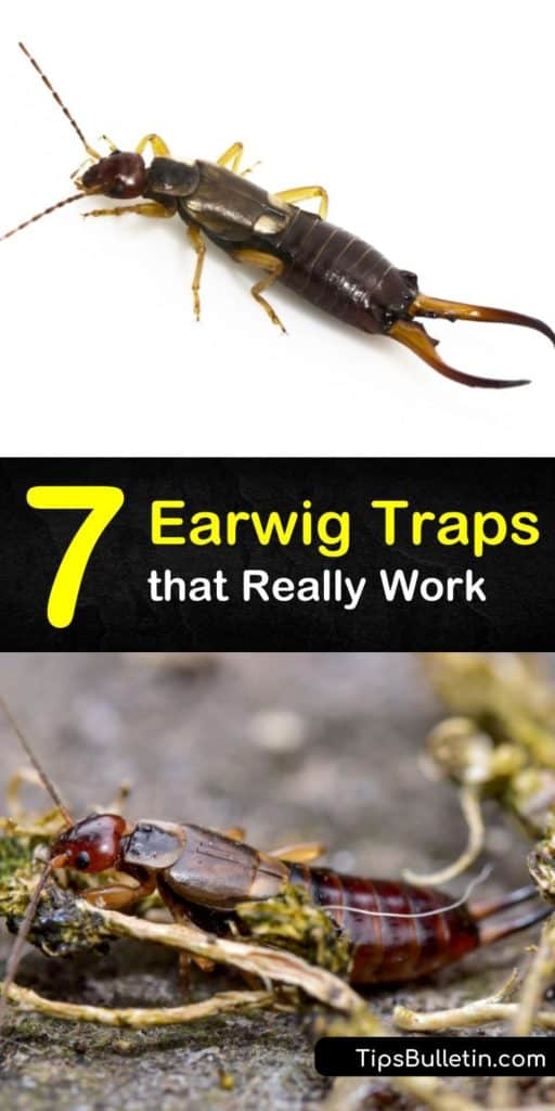 Learn how to get rid of earwigs and other garden pests such as aphids with soy sauce or soapy water. Never deal with pincers in the mulch again when you kill earwigs and clear out an infestation. #earwigtraps #earwigs #traps #pestcontrol