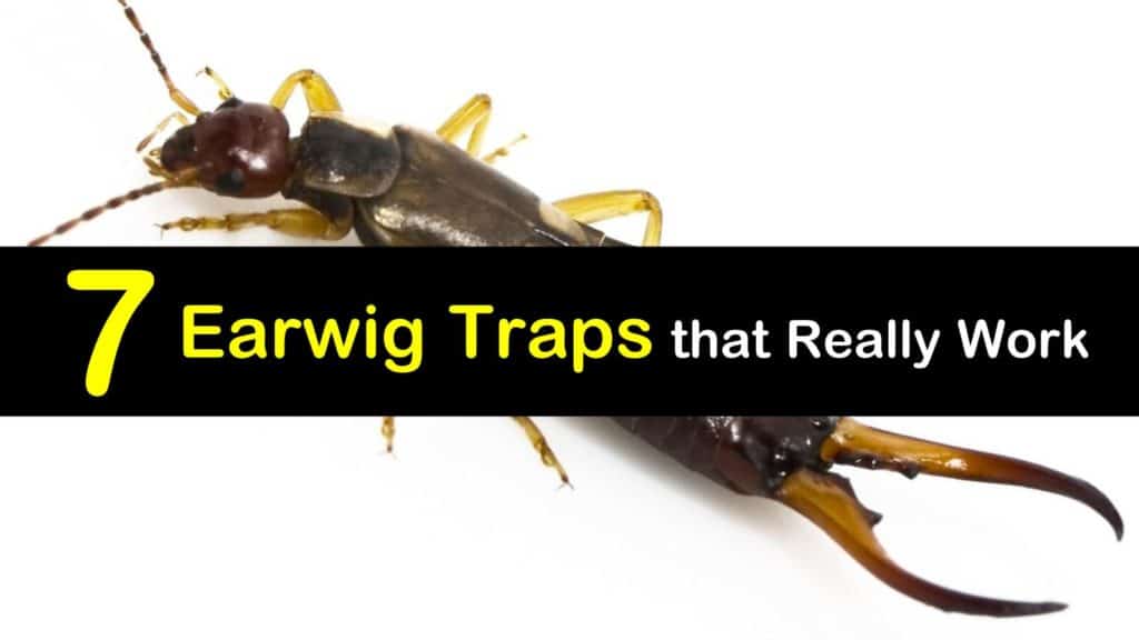 Earwig Traps titleimg1