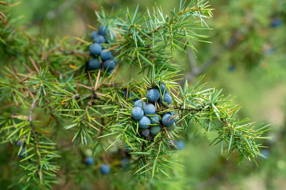 Use Eastern red cedar as a living privacy fence.