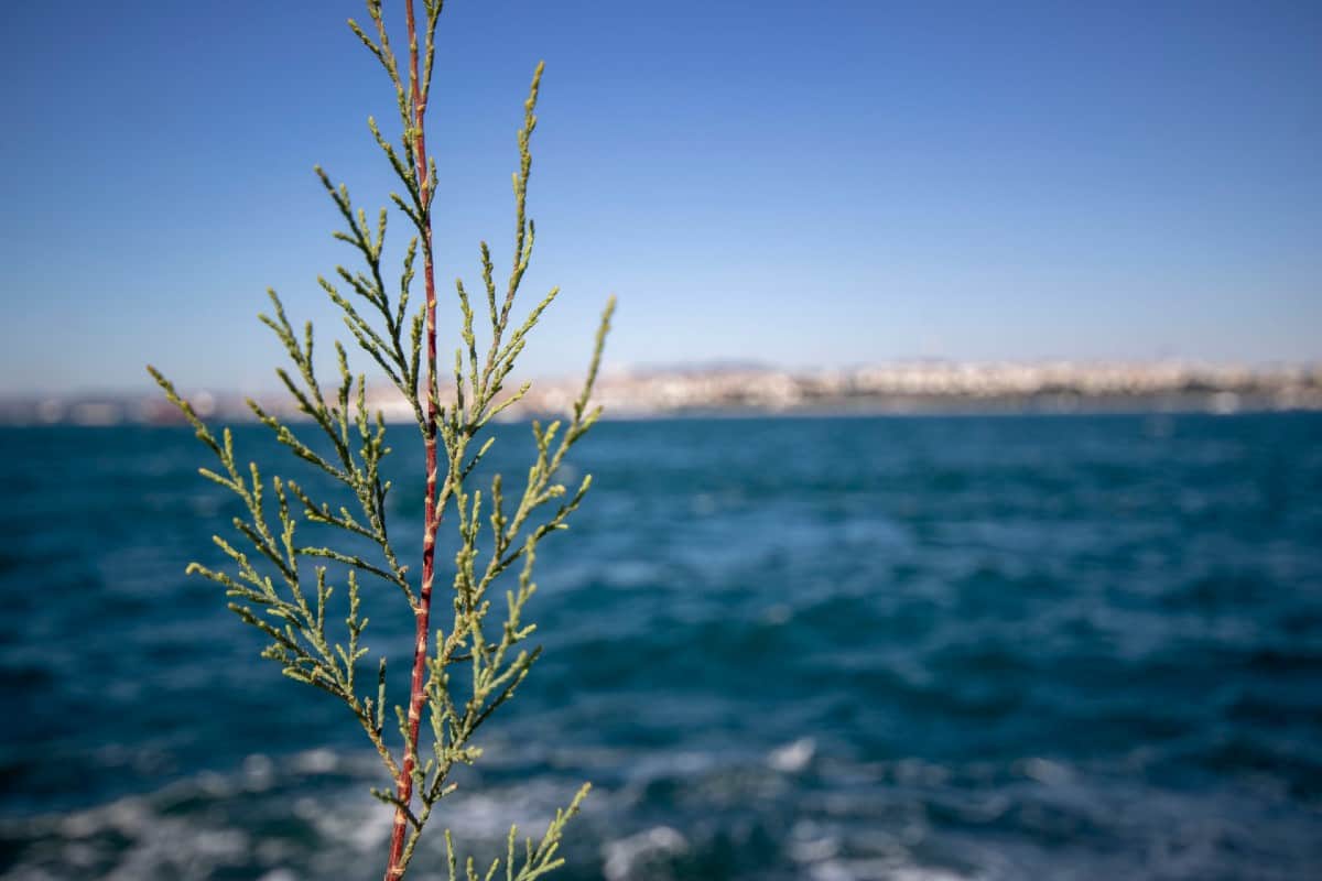 Eastern red cedar thrives in poor soil.