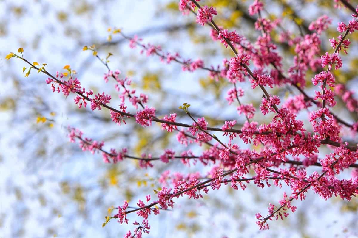 Eastern redbud trees grow well in dry soil.