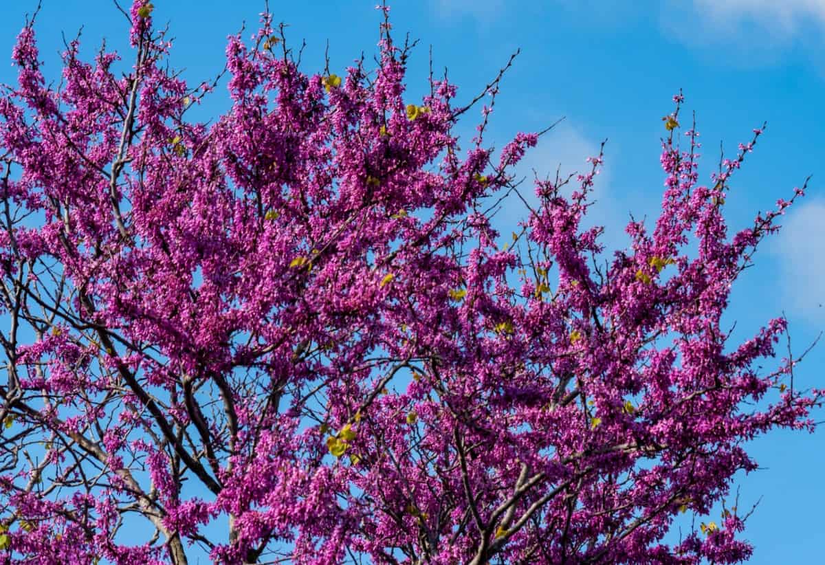 Eastern redbud trees bloom in early spring.