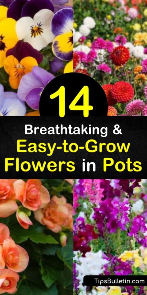 Find your green thumb and learn how to keep geraniums, morning glory, impatiens, and pansies alive with container gardening. Plant these low-maintenance plants in a window box or hanging baskets for a pop of color around homes with limited garden space. #easy-to-grow #flower #pots