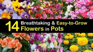 Easy to Grow Flowers in Pots titleimg1