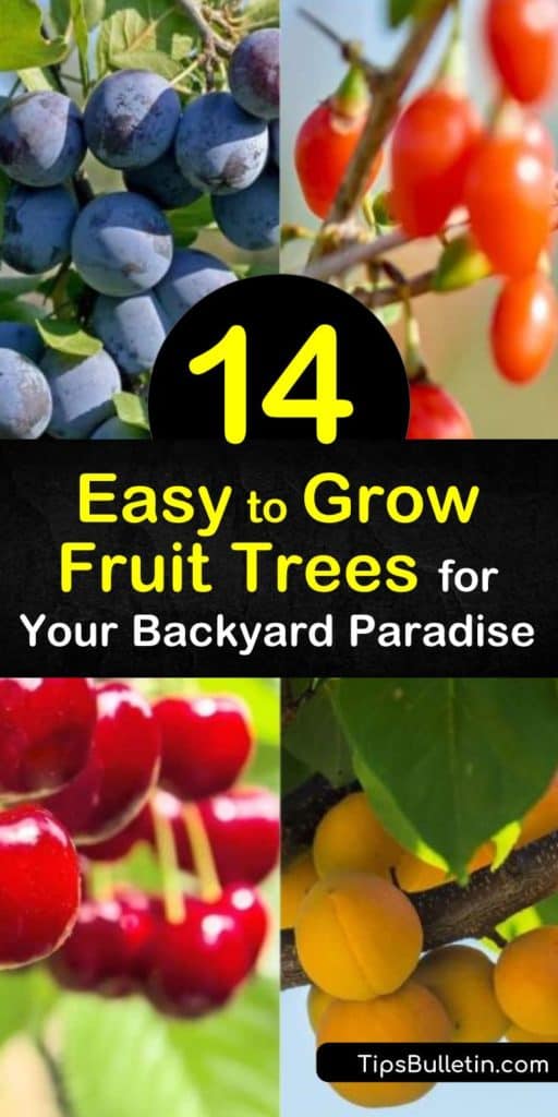 Plant easy to grow fruit trees like nectarines and blueberries for fresh, organic taste from home. Discover how long it takes for apricot and plum trees to bear fruit. Learn which trees benefit from organic mulch compost and which should prune back to promote new growth. #easy #grow #fruit #trees