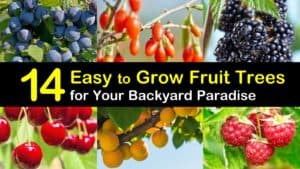 Easy to Grow Fruit Trees titleimg1