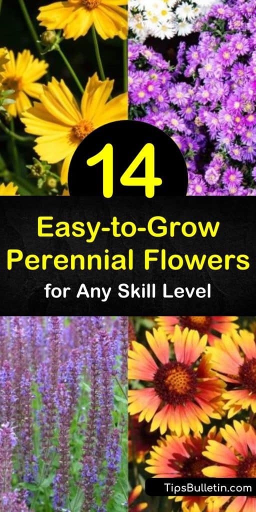 Looking for some easy to grow perennial flowers for beginners? This collection of incredible flowers shows how easy it is to care for plants from stunning Black-Eyed Susan to fragrant Geranium. Plant Yarrow to attract hummingbirds or a groundcover shrub like Phlox. #easy #grow #perennial #flowers