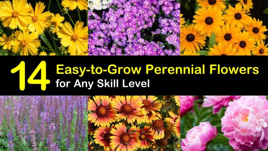 Easy to Grow Perennial Flowers titleimg1
