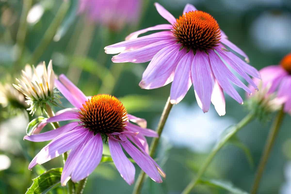 Echinacea is commonly called the purple coneflower.