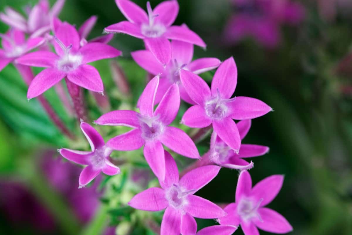Egyptian stars or pentas are known for the 5-pointed petals.