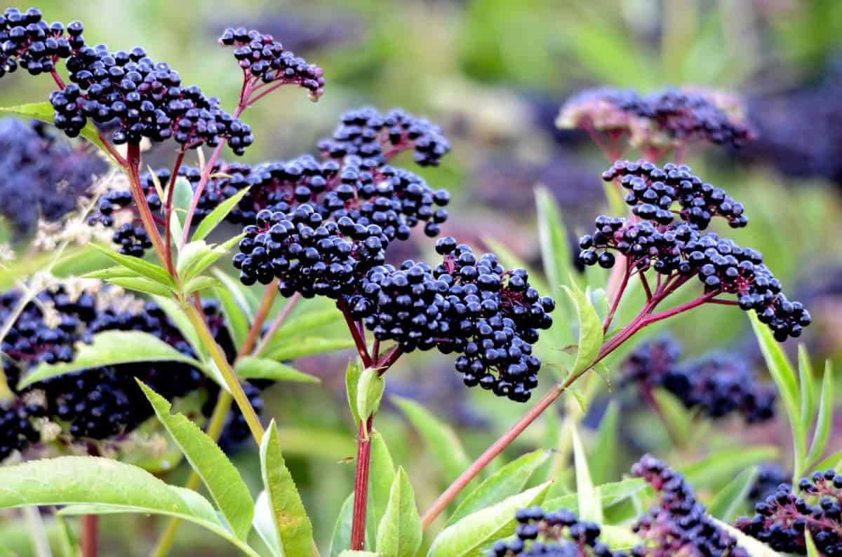 Birds love elderberry berries.