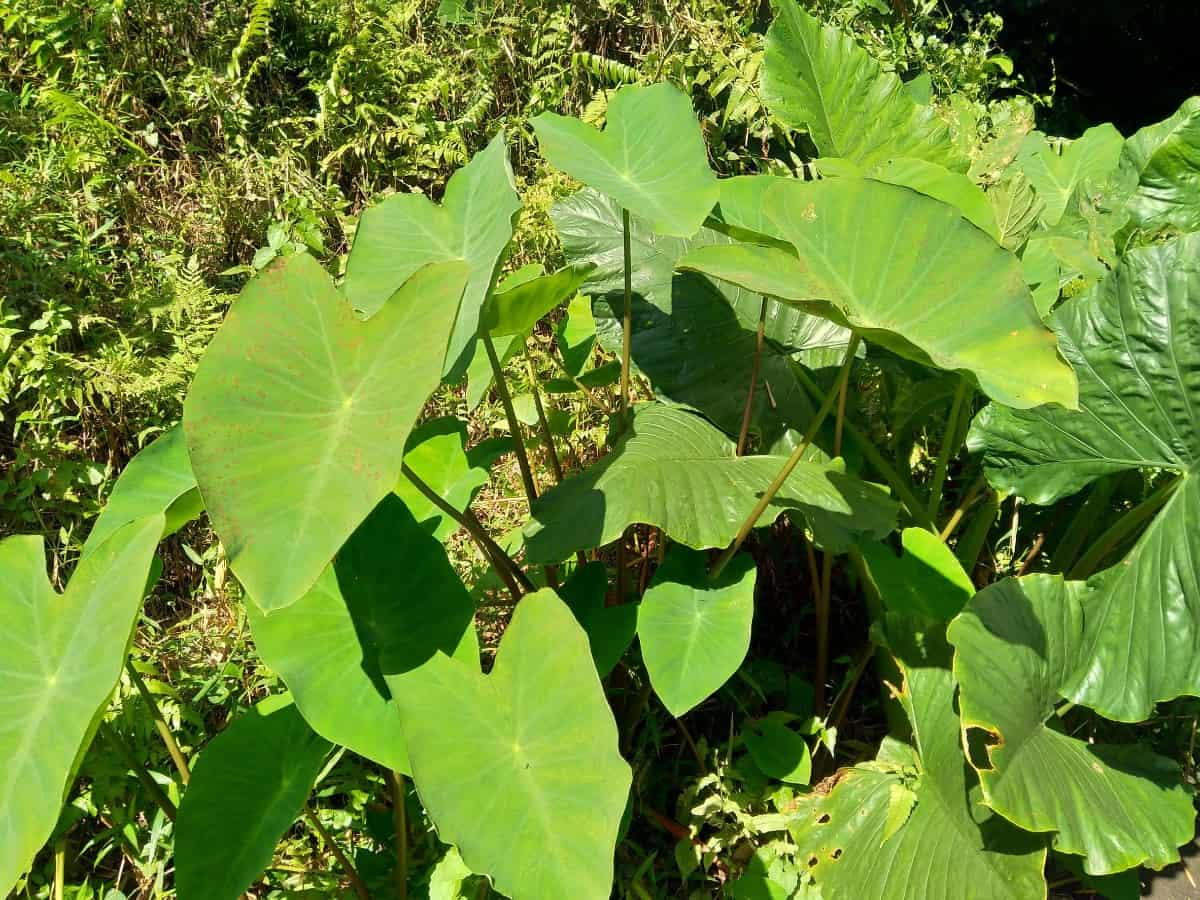 Elephant ears is a foliage plant with large, impressive leaves.