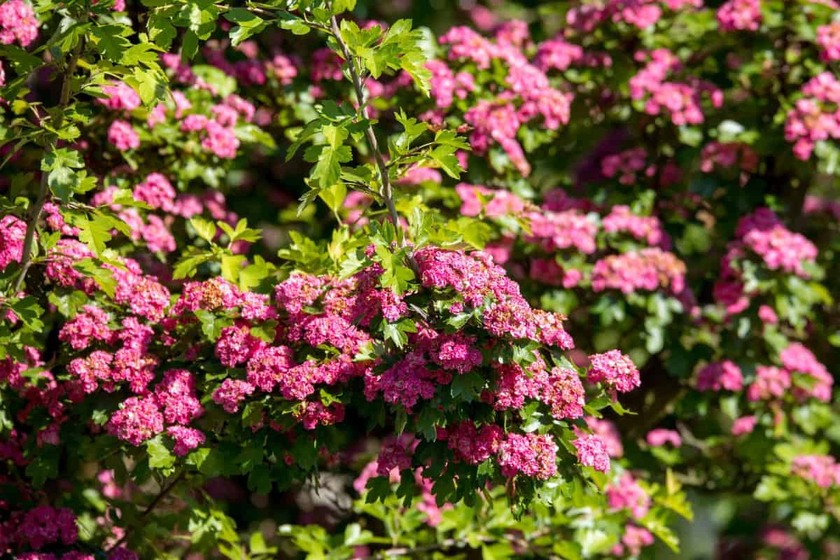 Hummingbirds love the English hawthorn tree.