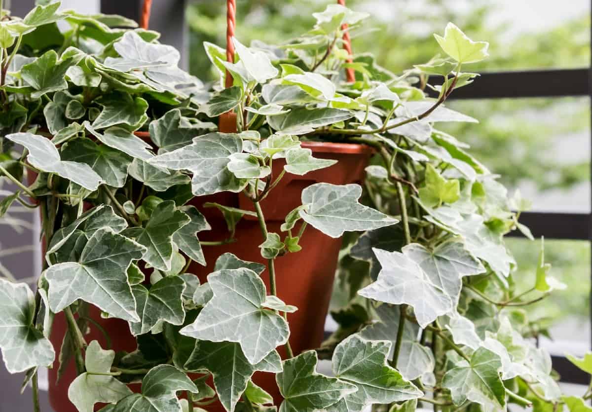 English ivy grows well in a pot or as erosion control at the beach.