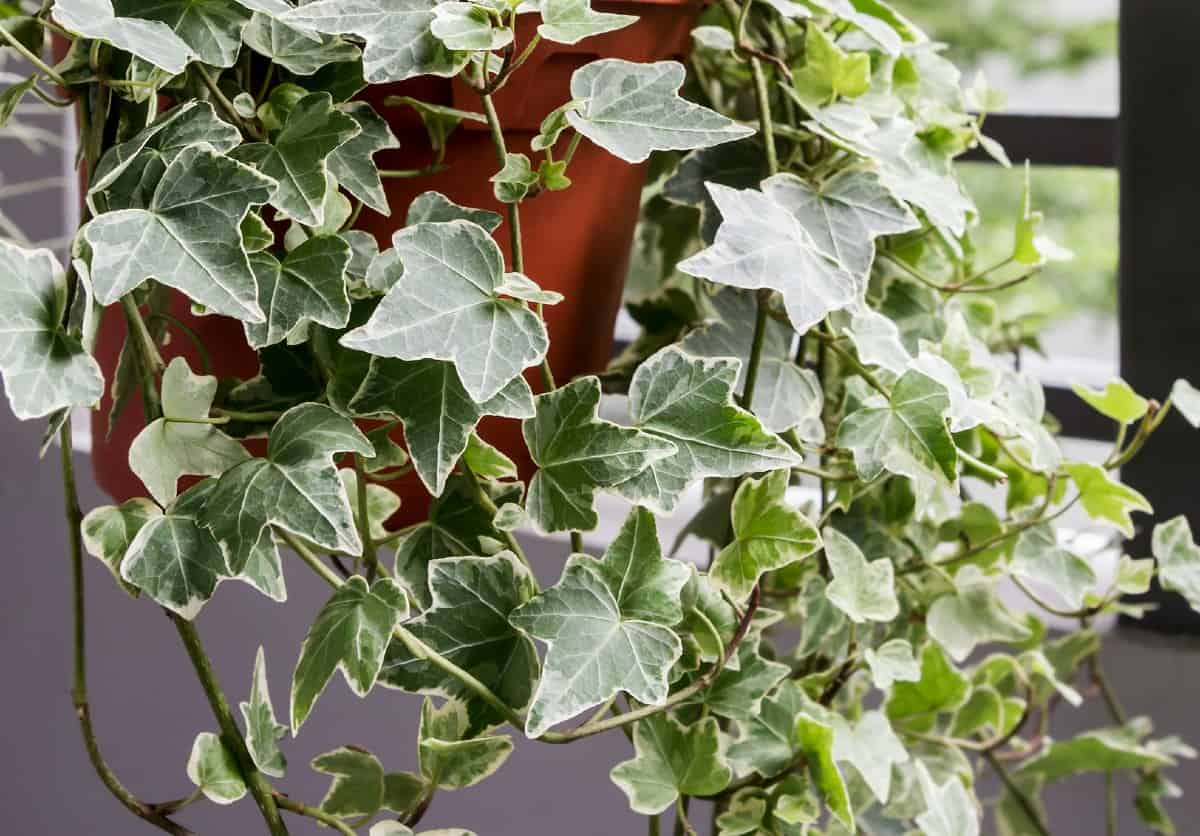 English ivy is a vine that spreads quickly.