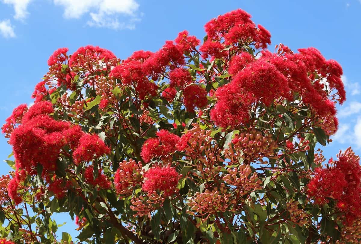 Eucalyptus grows best in warmer climates.