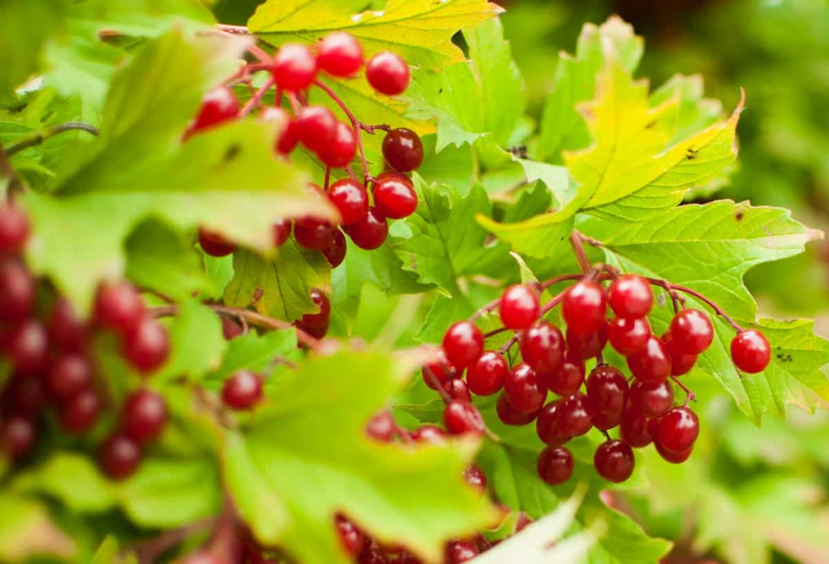 The European cranberry bush is a honeysuckle relative.