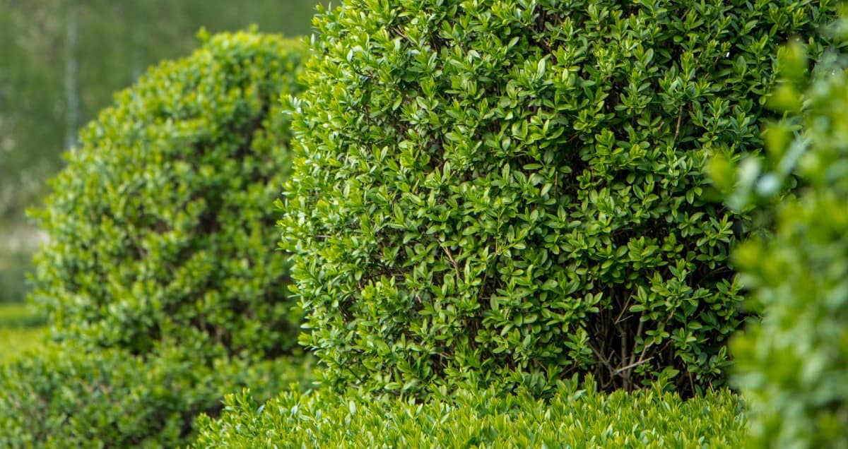 The reason that European privet is so invasive is that the birds spread the seeds everywhere.