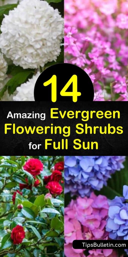 This is the best list of evergreen shrubs to incorporate into your landscaping for year-round foliage. These flowering shrubs offer groundcover, foundation plantings, and hardiness to give your home the extra pop it needs through the long winter months. #flowering #evergreen #shrubs #fullsun