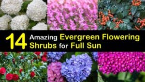 Evergreen Flowering Shrubs for Full Sun