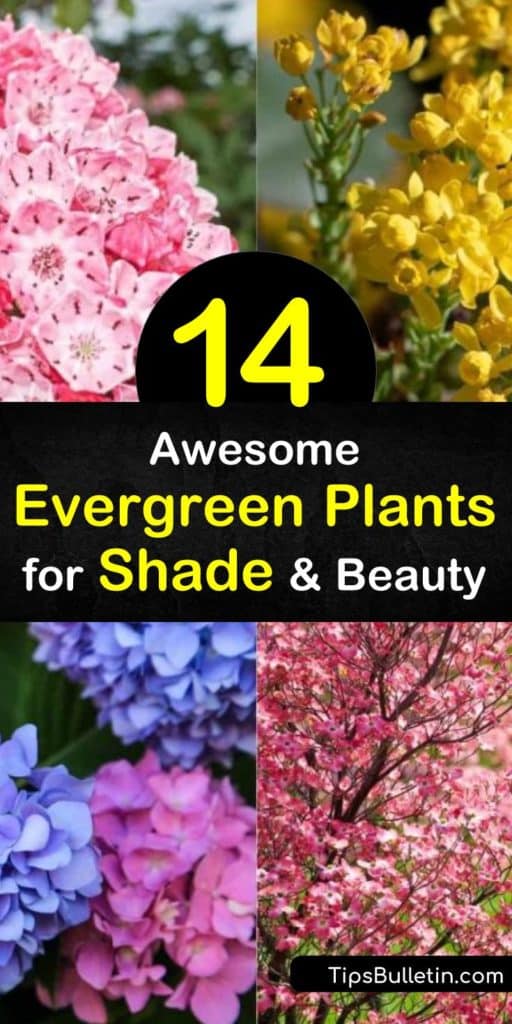 Uncover some of the best evergreen shrubs for shade that provide year-round interest without much maintenance. Plant lovely Hydrangea and Azalea bushes to add color or elegance. Enjoy these shade-loving shrubs with variegated green leaves, bright red berries, and more. #evergreen #plants #shade