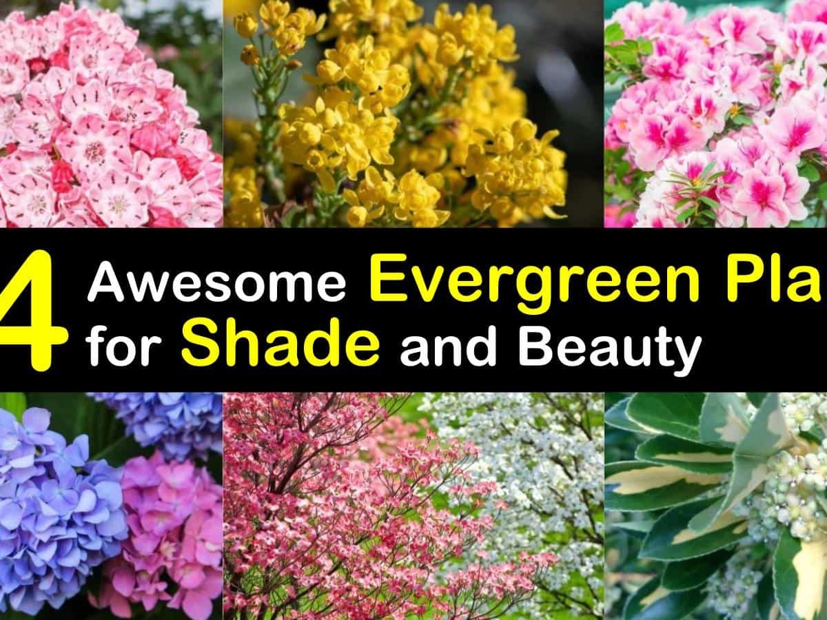 20 Awesome Evergreen Plants for Shade and Beauty