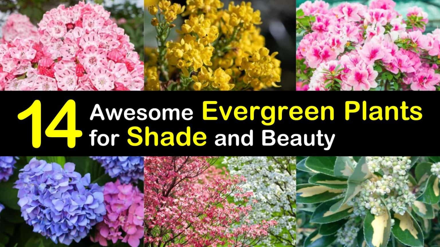 14 Awesome Evergreen Plants for Shade and Beauty