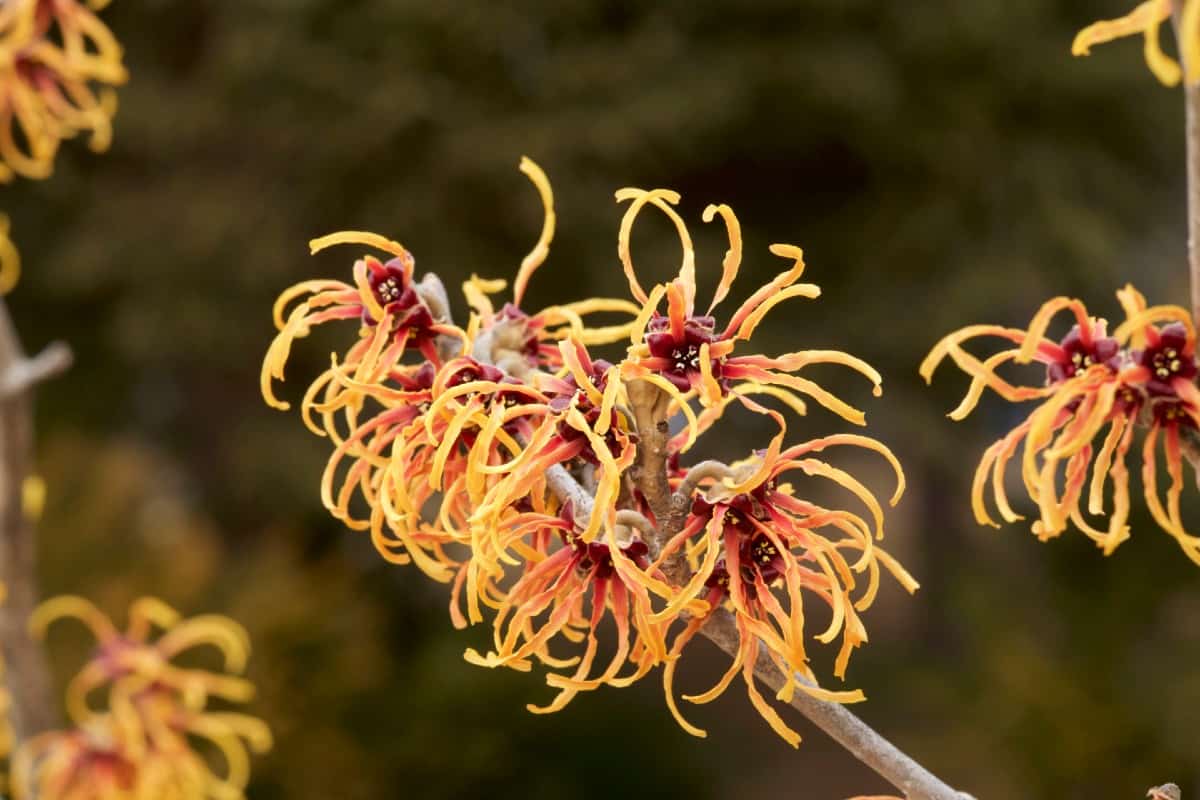 Evergreen witch-hazel is a low maintenance evergreen plant.