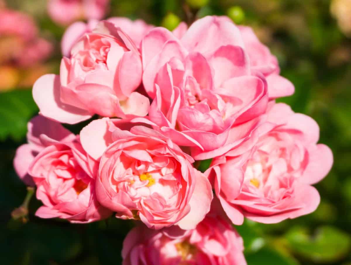 The fairy rose has apple-scented blooms.