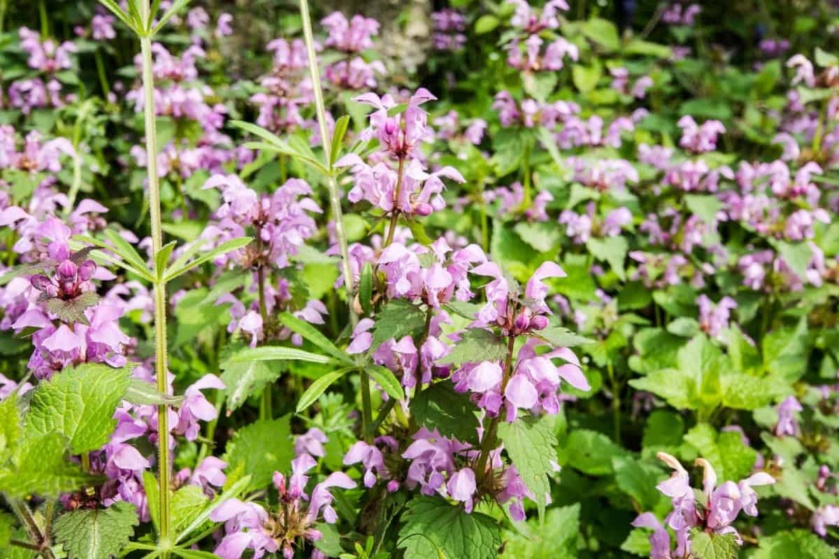 False nettle produces spiky flowers that butterflies love.