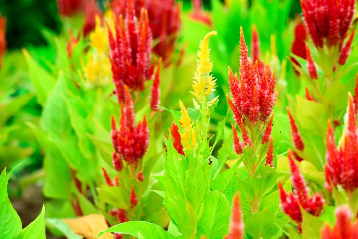 Feather cockscomb or celosia has unusual blooms.
