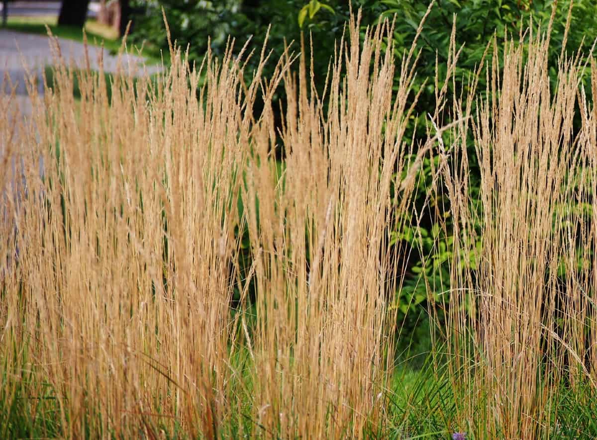 Feather reed grass is one of the most popular grasses for home gardening.