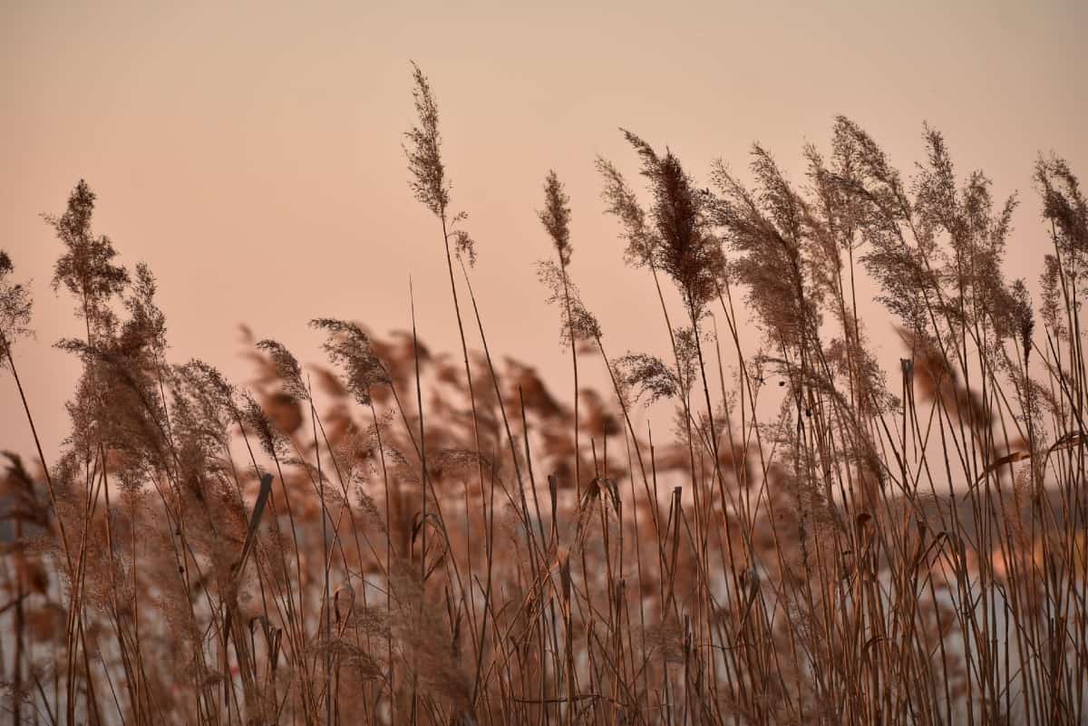 Feather reed grass comes in shades of yellow and green.