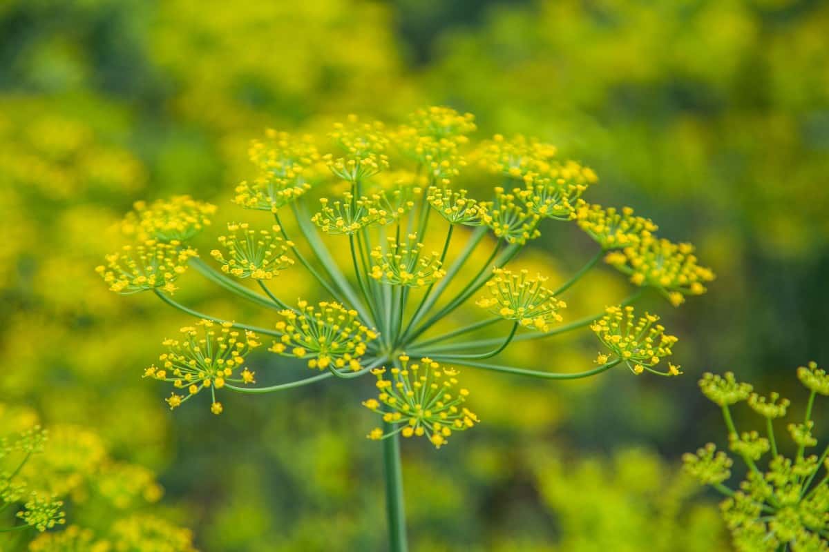 Fennel is a delicious herbaceous perennial plant.