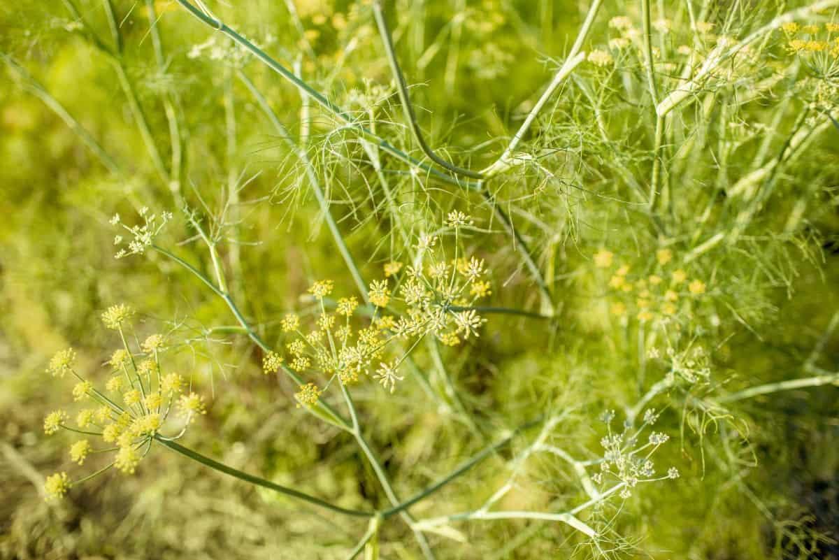 The roots and leaves of fennel are edible.