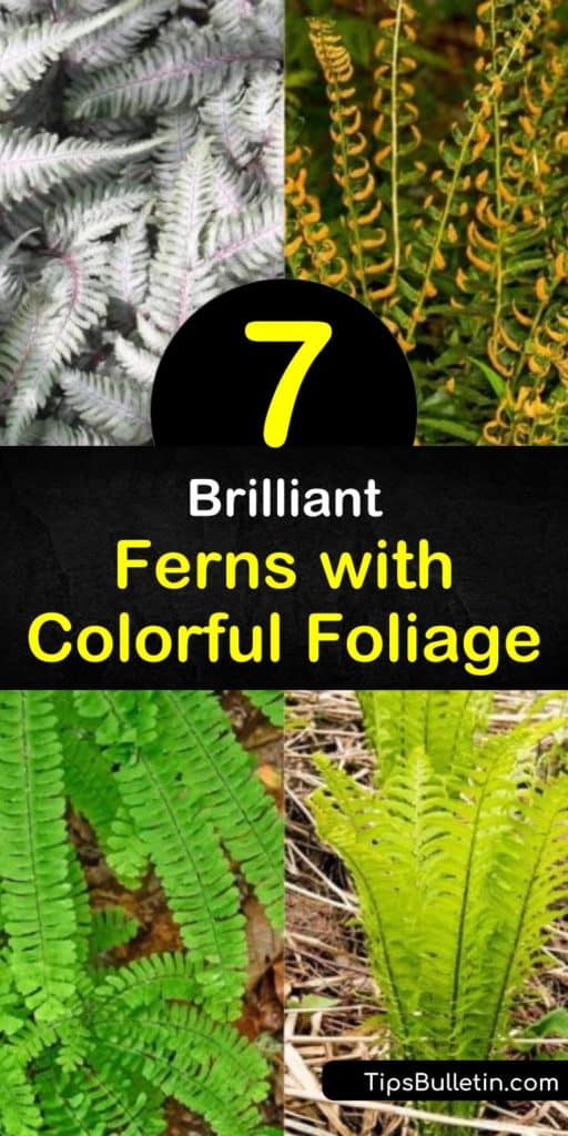 Complement your hosta garden with evergreen and colorful ferns, such as the Lady Fern, Japanese Painted Fern, and the Autumn Fern. New fronds produce the brightest colors, in many varieties the fronds darken as they mature. #fern #garden #colorfulferns #ferns