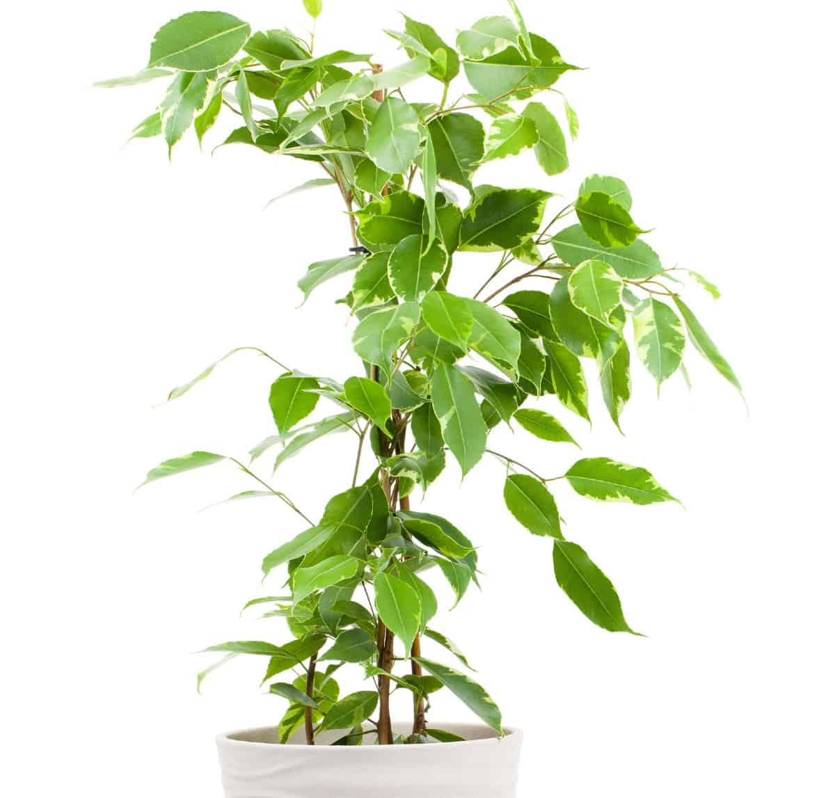 Ficus is also known as a weeping fig tree.