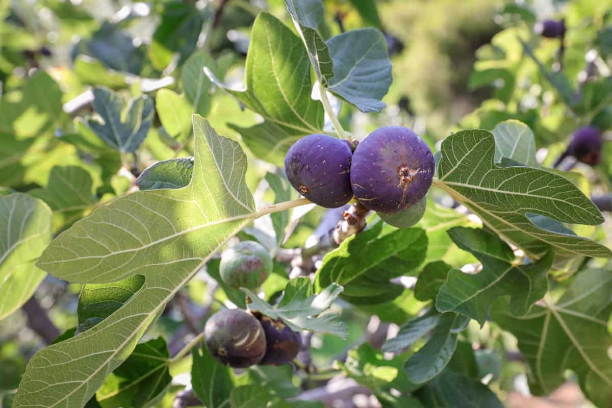Fig fruit trees do exceptionally well in warm climates.