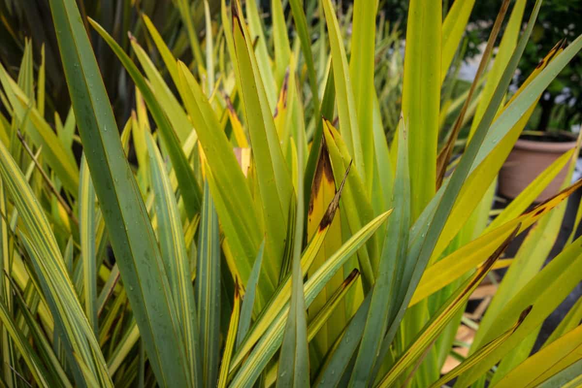 Flax has sword-like leaves.