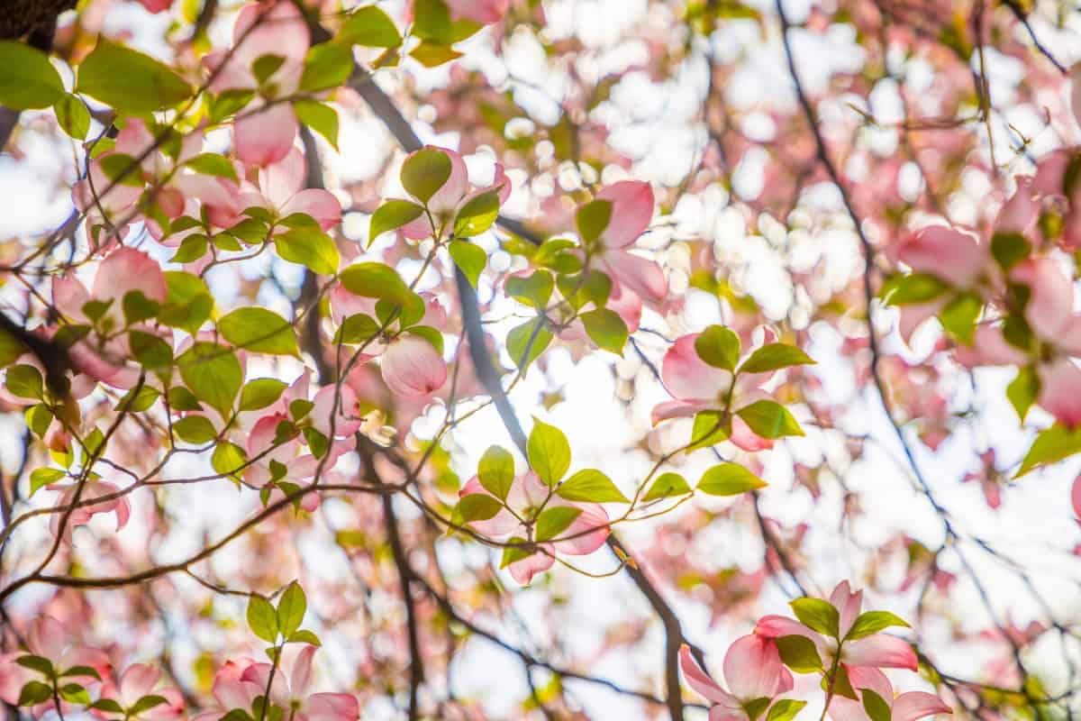 Flowering dogwood comes in tree and shrub varieties.