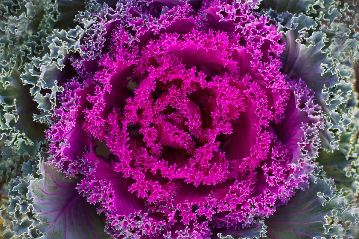 Flowering kale has one of the latest blooming times and lasts well into colder weather.
