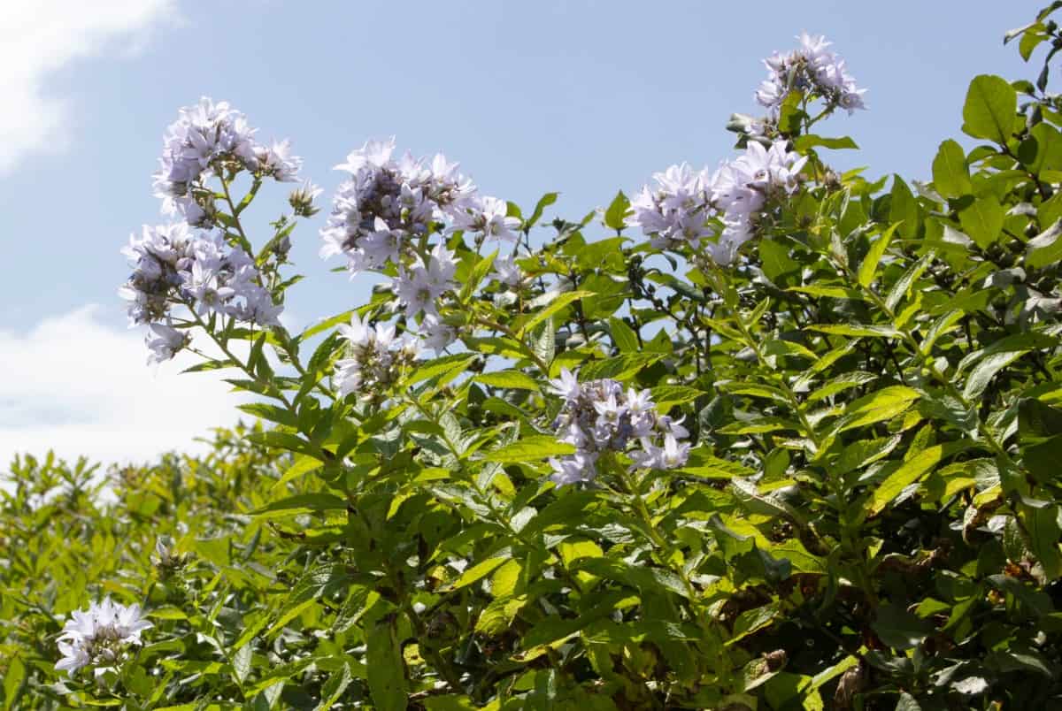 Flowering tobacco has trumpet-shaped flowers that hummingbirds love.