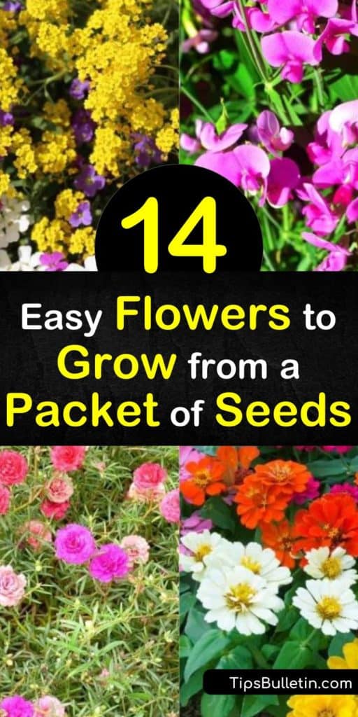 Seed packets offer an excellent way to save money when creating flower beds. Seeds also provide you with more options than what your local nursery offers. Let us show you how to obtain seeds from your community and provide you with planting tips. #seedpackets #flowerseeds #seeds #plants #flowers