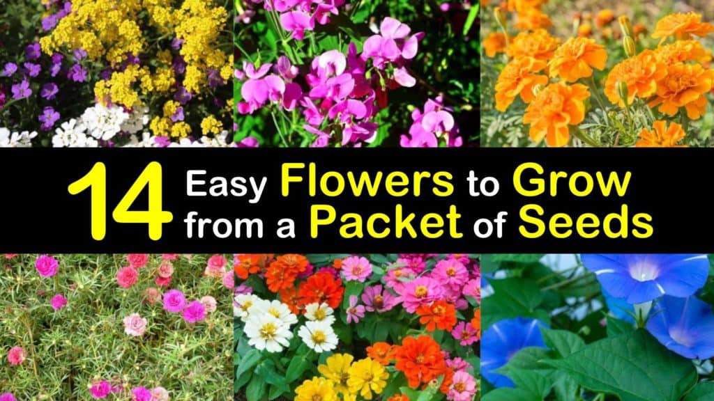 Flowers to Grow from Seed