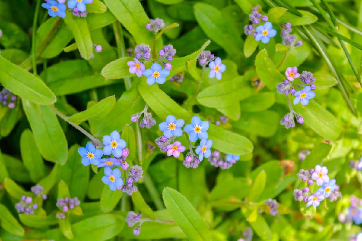 Forget-me-nots look lovely in a container or as a border plant.