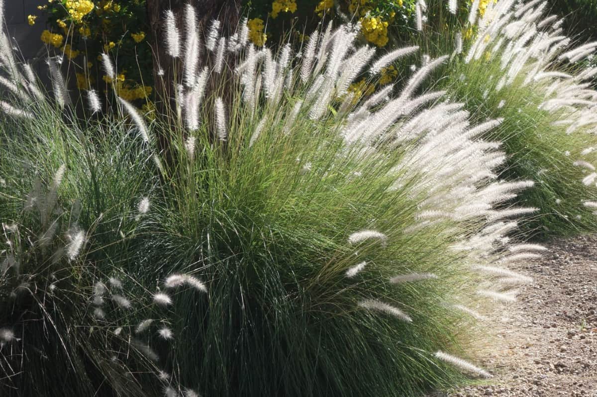 Fountain grass causes problems in the southwestern US.