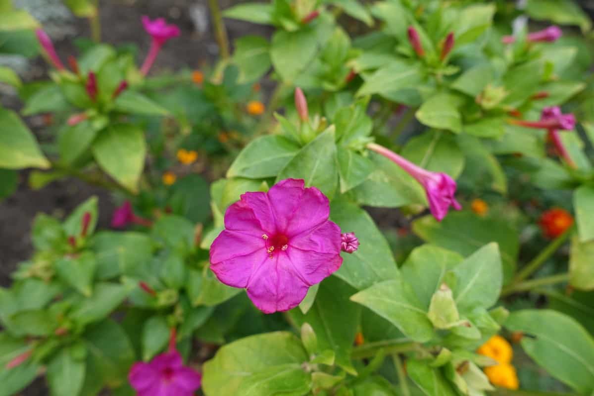 Four o'clocks bloom later in the day than most other flowers.